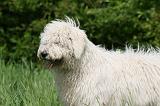 KOMONDOR 055